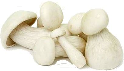 Milky Mushroom