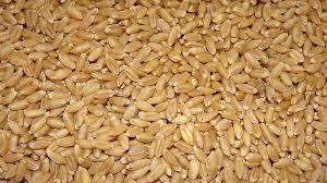 Durum And Milling Wheat