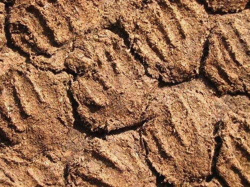 Cow and Buffalo Dung Cake