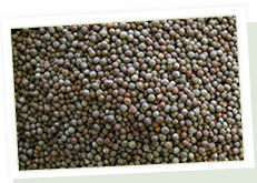 High Quality Black Mustard Seeds