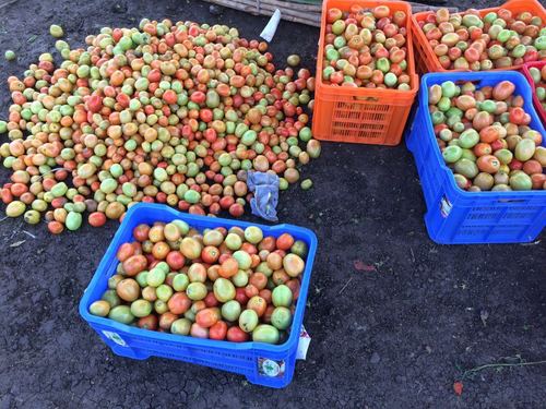 Fresh Tomatoes