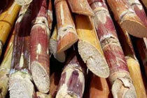 Sugar Cane - High Quality Plantation White Sugar and Refined Sugar | Low NSR Value under 20 ppm, Superior Technology