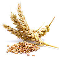 ADVENTURES Wheat