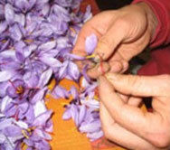 Organic Saffron - Premium Quality, Naturally Grown Without Pesticides or Fertilizers