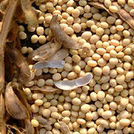 Soybeans - High-Quality Yellow Soybeans, Rich in Protein for Tofu, Tempeh, Miso and More