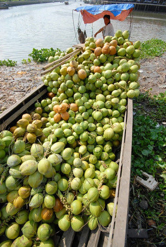 Green Young Coconut