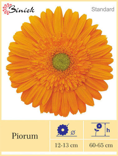 Gerbera Plants Piorum Flower 12-13 cm