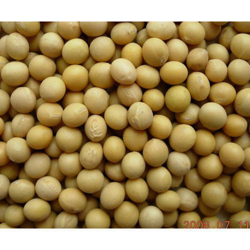 Hybrid Soybean Seed