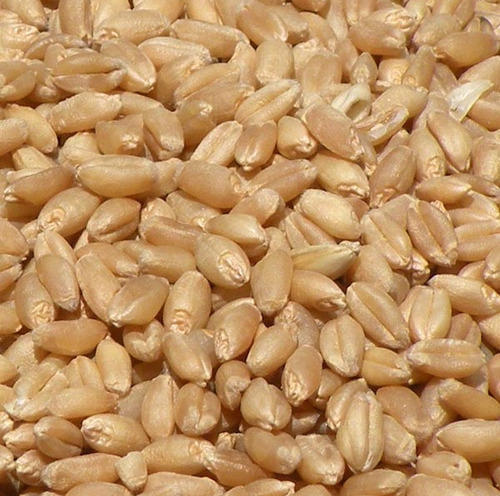 Lokwan Wheat Seed