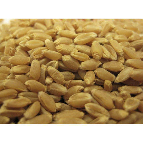 Lokwan Wheat Seeds