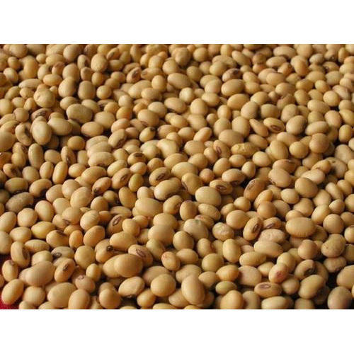 Natural Soybean Seed