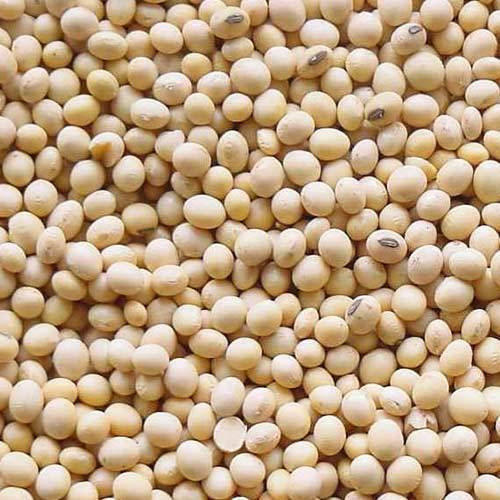 Organic Soybean Seeds 