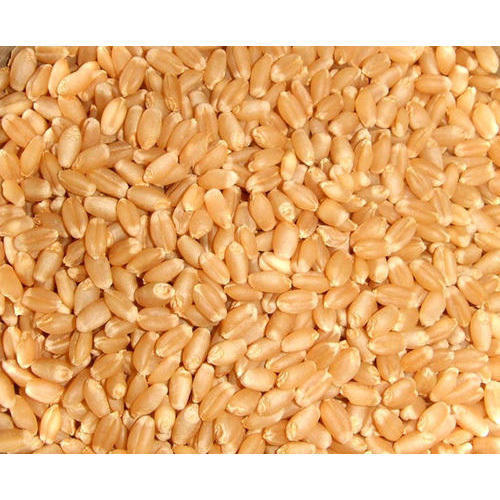 Organic Wheat Seed