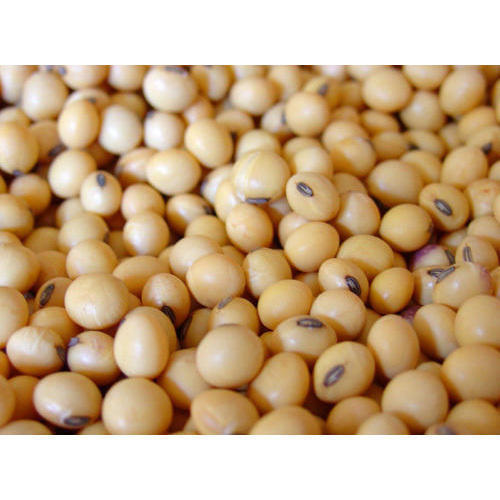 Top Quality Soybean Seed