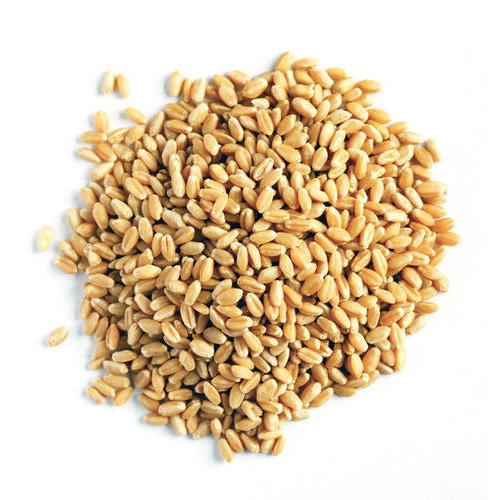 Wheat Seed