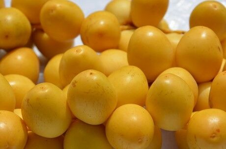 Fresh Yellow Barhi Dates