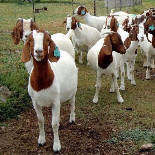 Full Blood Boer Goats