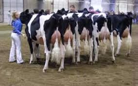 Holstein Heifers Cows