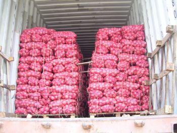 Fresh Bio-Organic Onion - High Nutritional Value, Optimum Quality , Long Shelf Life and Delicious Taste