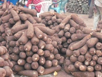 Fresh African Yam