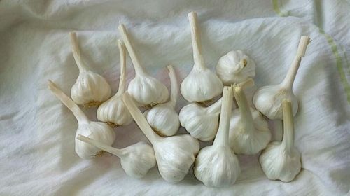 White Garlic