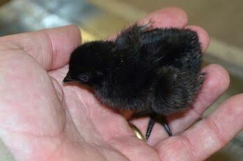 Kadaknath Chicks - Day Old Pure Breed , High-Quality Poultry Feed, Adaptable with Nutritious Black Meat