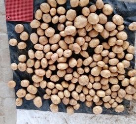 Kufri Bahar [3797] Potatoes (251 Bags)