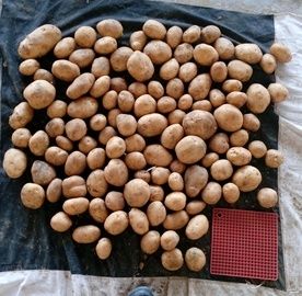 Kufri Bahar [3797] Potatoes (320 Bags)