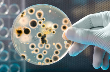 Microbiological Analysis Solutions