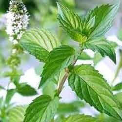 peppermint oil