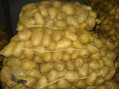Fresh Yellow Delicious Potato