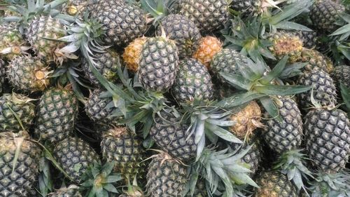 Fresh Kew Pineapples