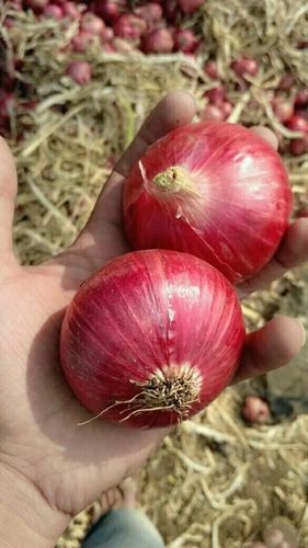 Fresh Red Onions