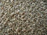 Ajwain (Carom Seeds)