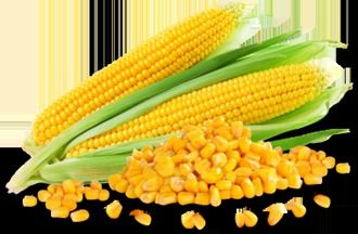 Organic Maize Grain