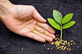 Organic Fertilizer  Usage: Used In Many Applications Such As Stuffings