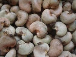 Raw Cashew Nuts By Dinami Strategic Investment Limited