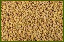 Fenugreek Seeds