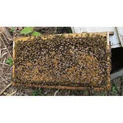 Apis Mellifera Bees