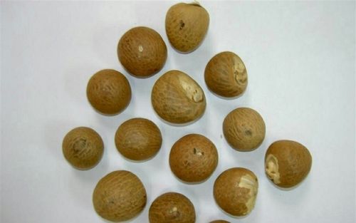 Betel Nuts 80-85