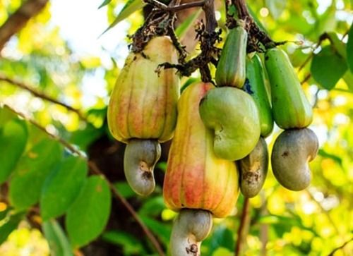 Raw Cashew Nut