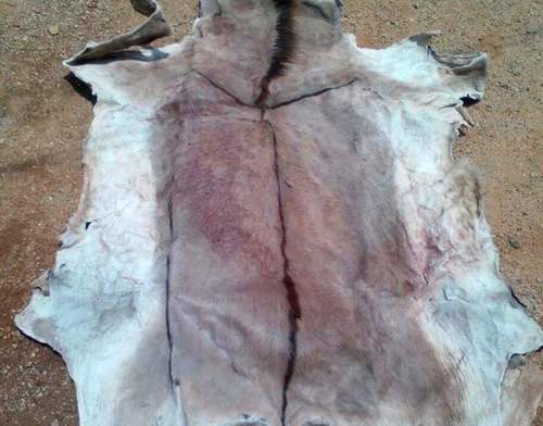 Leather Dry Salted Donkey Hides