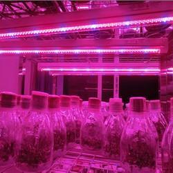 Led Grow Light