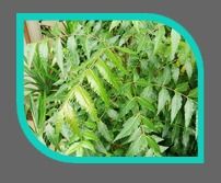 Neem Leaves Oil