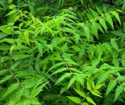 Neem Leaves - Organic Raw Leaves & Powder | Natural Healing Properties, Disease Curing Benefits, Eco-Friendly Sustainability