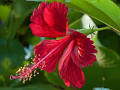 Hibiscus (Sembaruthi) Dry Flower