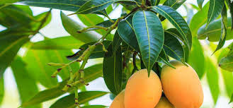 Mango Leaves