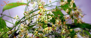 Neem Flower (Veppam Poo)