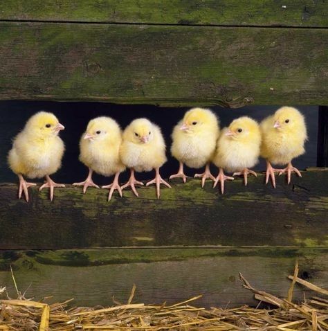One Day Old Chicks