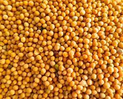 Yellow Mustard Seeds - Premium Quality, Unmatched Purity for Culinary Excellence